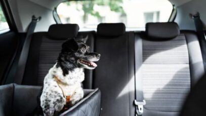 uber pet uber pet