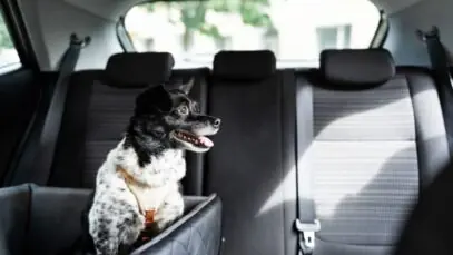 uber pet