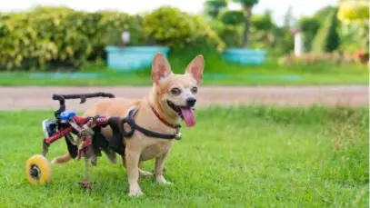 pets PCDs