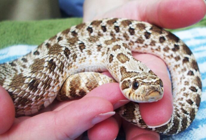 cobra de estimação