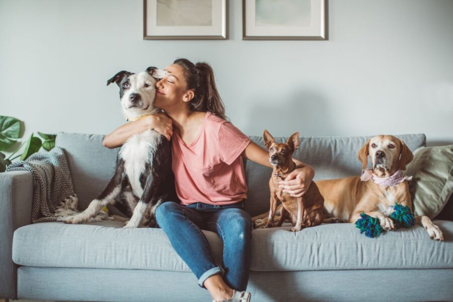 Dia Do Pet Sitter Conhe a A Profiss o