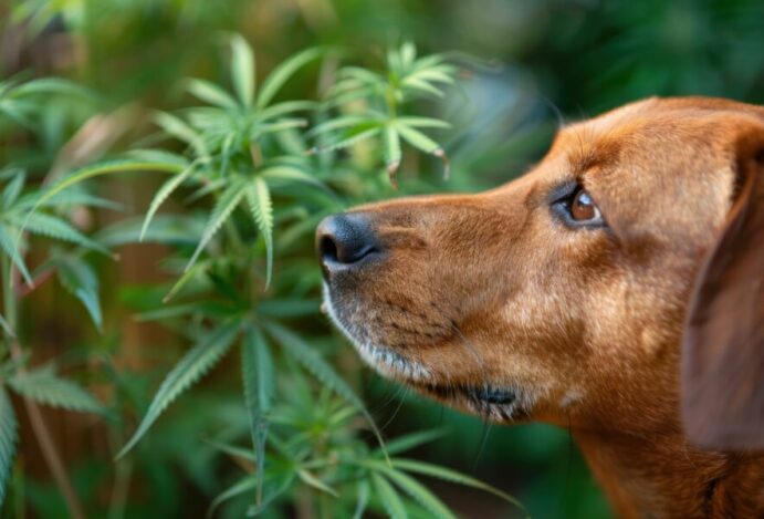 CANNABIS PARA PETS