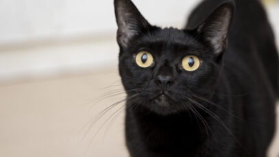 Dia Internacional do Gato Preto