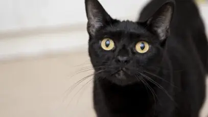 Dia Internacional do Gato Preto