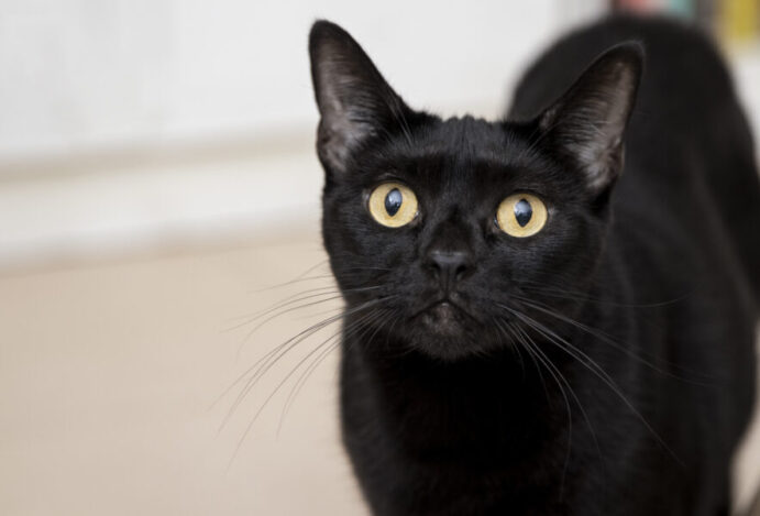 Dia Internacional do Gato Preto