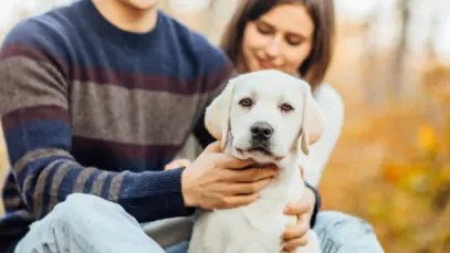 guarda de pets