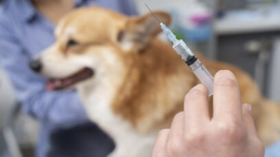 veterinarian-taking-care-pet-dog vacina