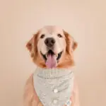 bandanas
