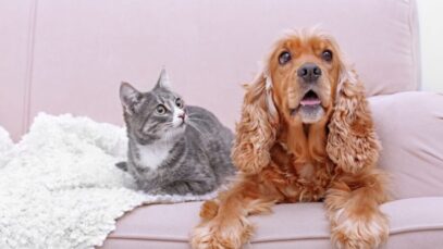 raças de cães e gatos