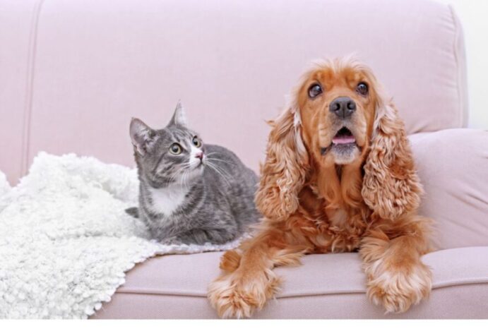 raças de cães e gatos