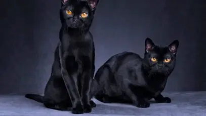 Dia Nacional do Gato Preto
