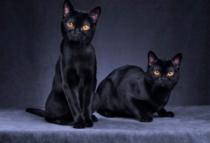 Dia Nacional do Gato Preto