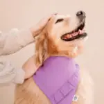 Doog Use