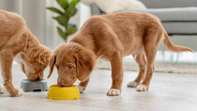 Alimentos naturais para pets devem ditar futuro do varejo