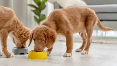 Alimentos naturais para pets devem ditar futuro do varejo