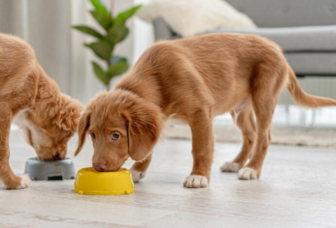 Imagem relacionada a: Alimentos naturais para pets devem ditar futuro do varejo