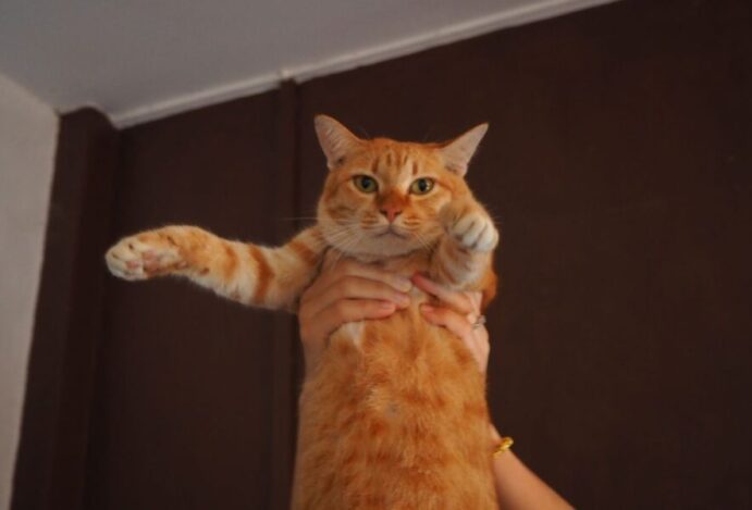 coloração laranja em gatos