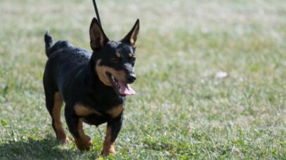 raças de cães