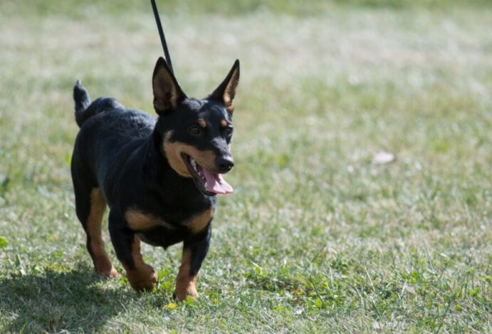 raças de cães