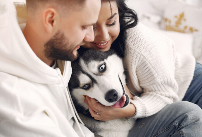 guarda compartilhada de pets