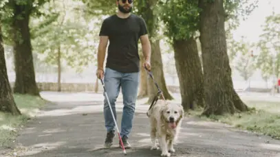 cão de assistência