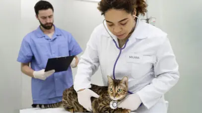 gatos