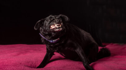 Como identificar estresse em cães