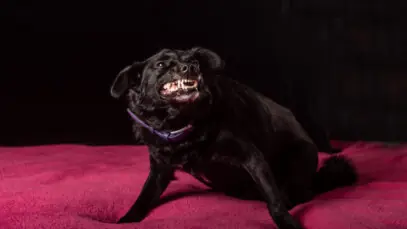 Como identificar estresse em cães