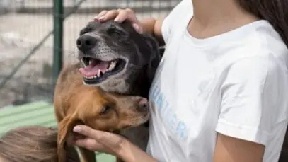 pets vivem em situação de vulnerabilidade