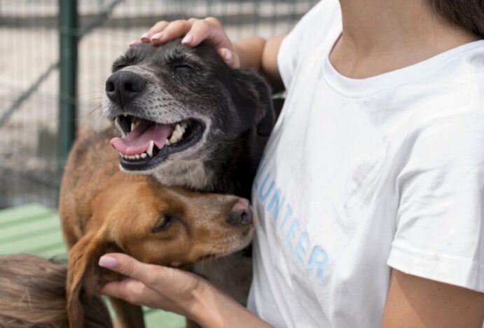 pets vivem em situação de vulnerabilidade