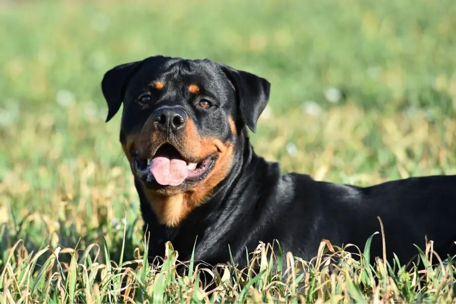 Rottweiller Rottweiller