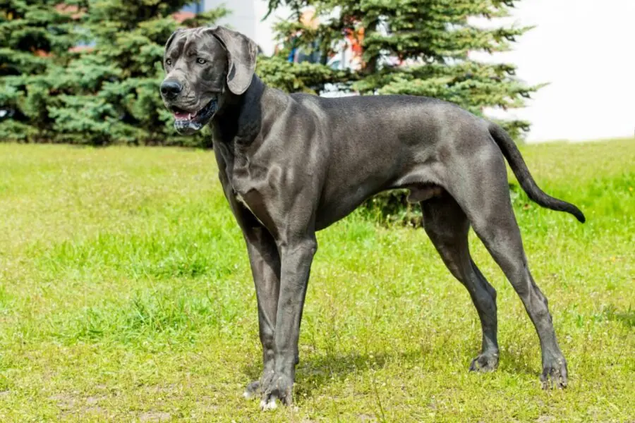 Dogue alemão Dogue alemão