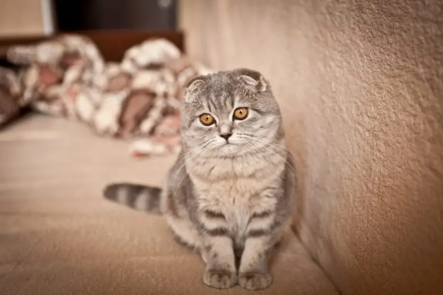 Scottish fold