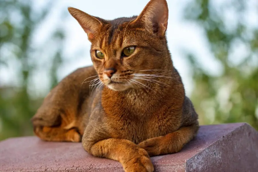 gato Abissínio