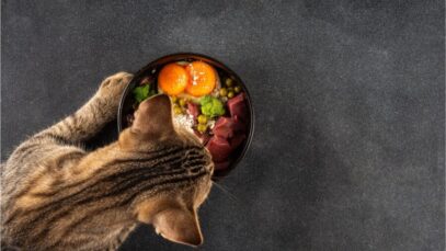 alimento natural para pets