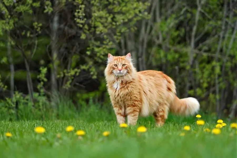 Maine coon