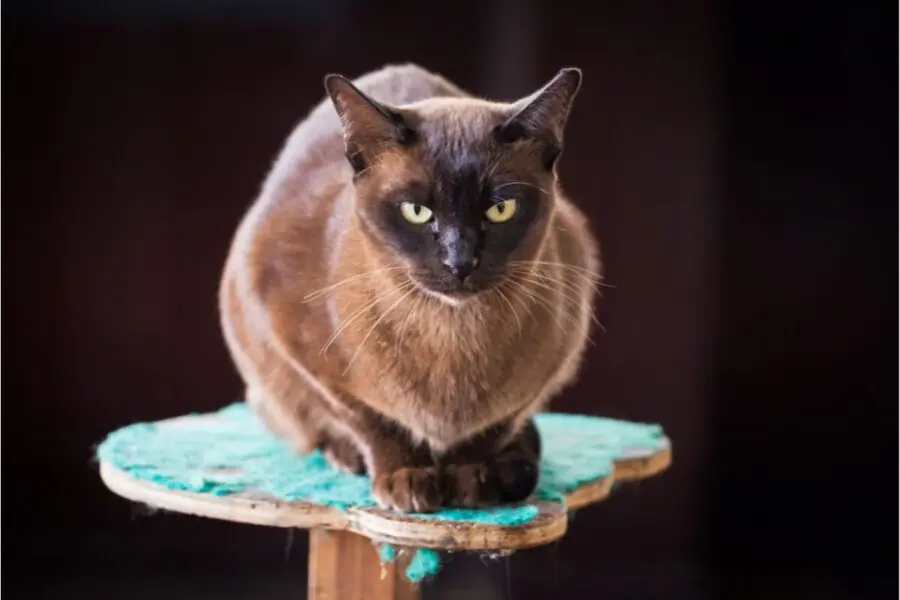 gato Burmese