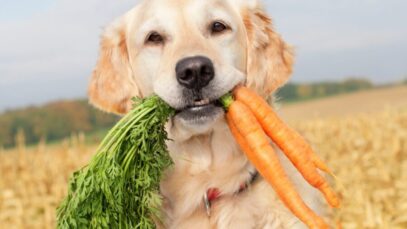 ALIMENTAÇÃO DE PETS NO VERÃO