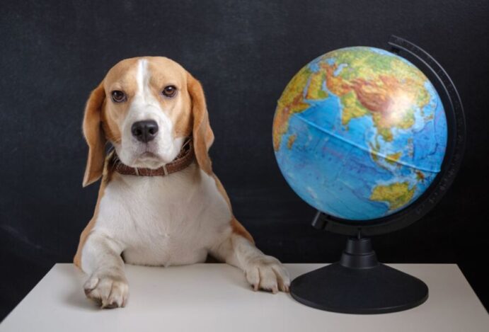 Mercado pet internacional