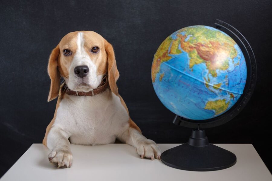 Um ano de oportunidades no mercado pet internacional 1 Mercado pet internacional