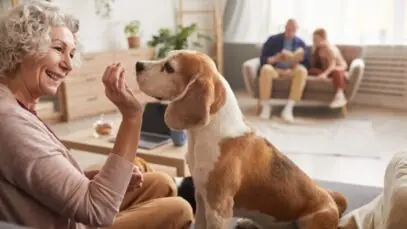 Fevereiro Roxo: cuidados com pets idosos