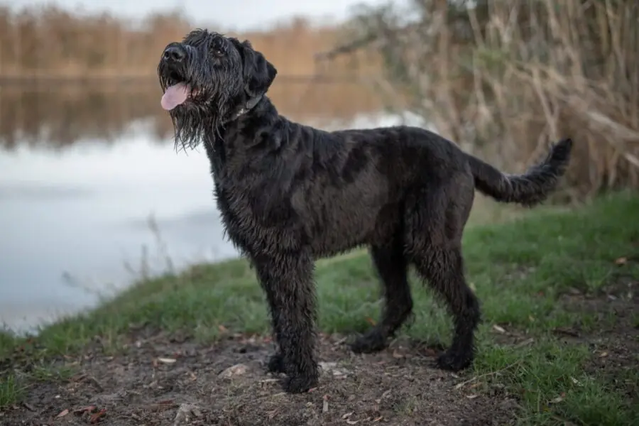 Schnauzer gigante Schnauzer gigante