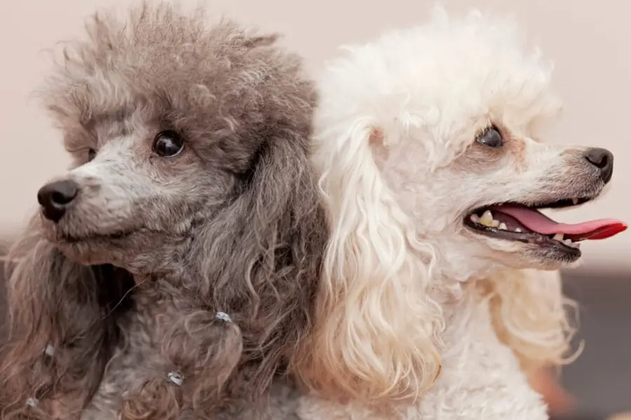 Poodle