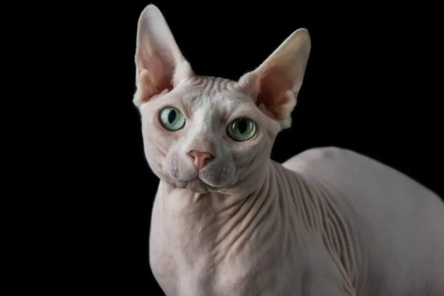 Sphynx