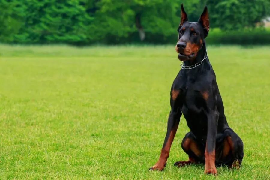 Doberman Doberman