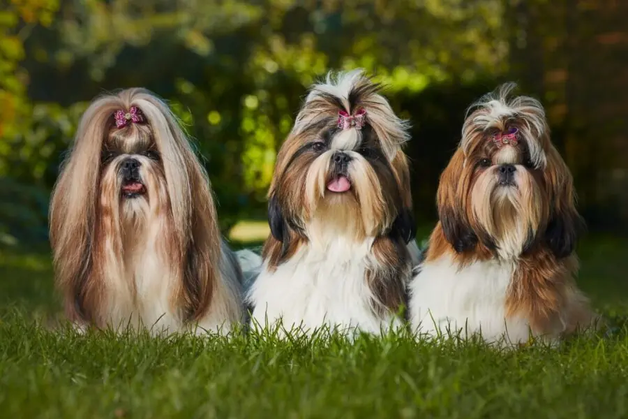 Shih Tzu