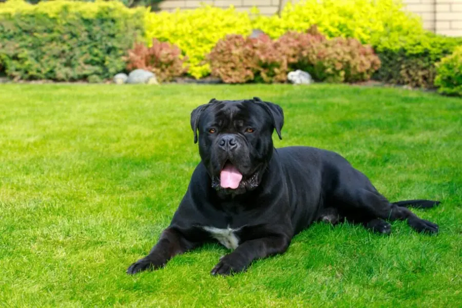 Cane corso italiano Cane corso italiano