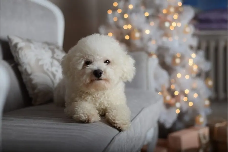 Bichon Frisé