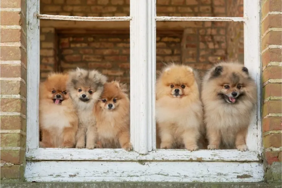 Lulu da Pomerânia