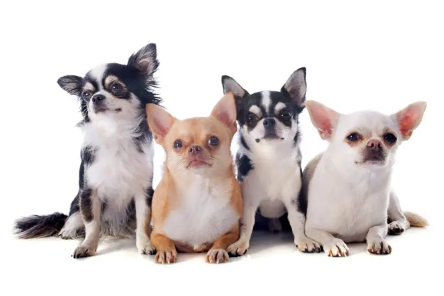 Chihuahua